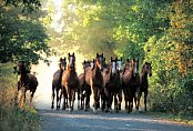 英語サラブレッド馬の群れ