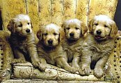 ゴールデンレトリーバーの子犬
