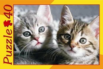 子猫