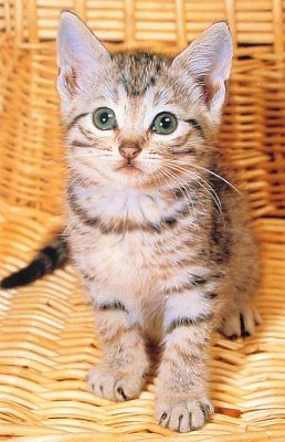 バスケットの子猫