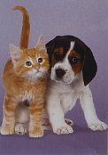 ビーグル犬と子猫