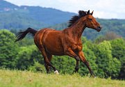 茶色の馬