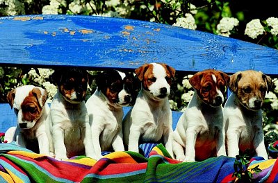 犬は何を見ますか？