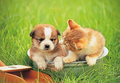 子犬と子猫