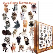 キャットレース