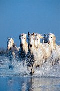 砂漠の馬