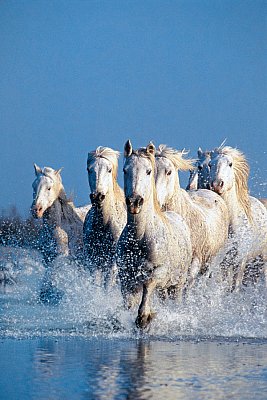 砂漠の馬