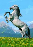 背中の馬