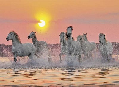 水中の馬