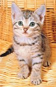 バスケットの子猫